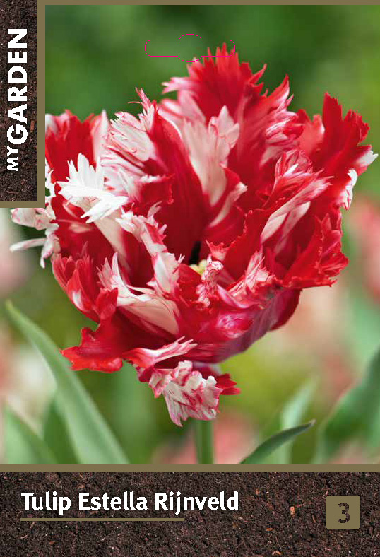 Тюльпан попугайный Эстелла Рижнвельд